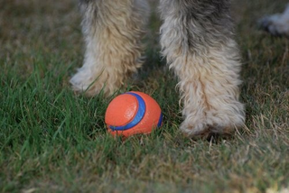 Illustration for article titled Shooting Challenge Pets Gallery 6
